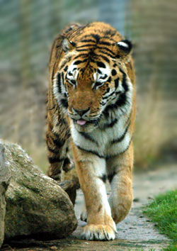 adult tiger, copyright www.Copyright-free-photos.org.uk